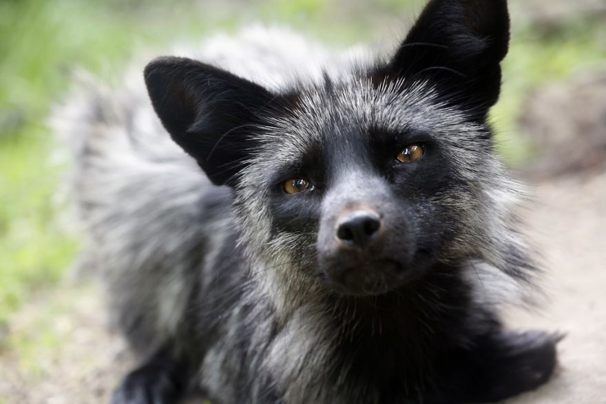 The Animals Who Escaped The Horror Of A Fur Farm And Now Live Happily At Sanctuaries