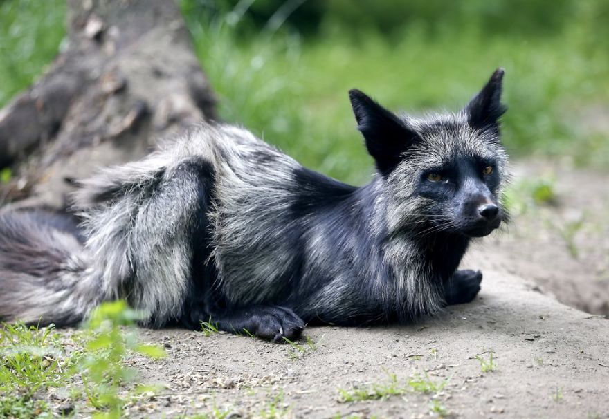 The Animals Who Escaped The Horror Of A Fur Farm And Now Live Happily At Sanctuaries