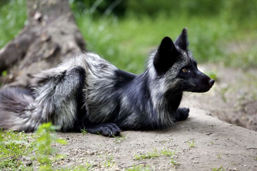 The Animals Who Escaped The Horror Of A Fur Farm And Now Live Happily At Sanctuaries