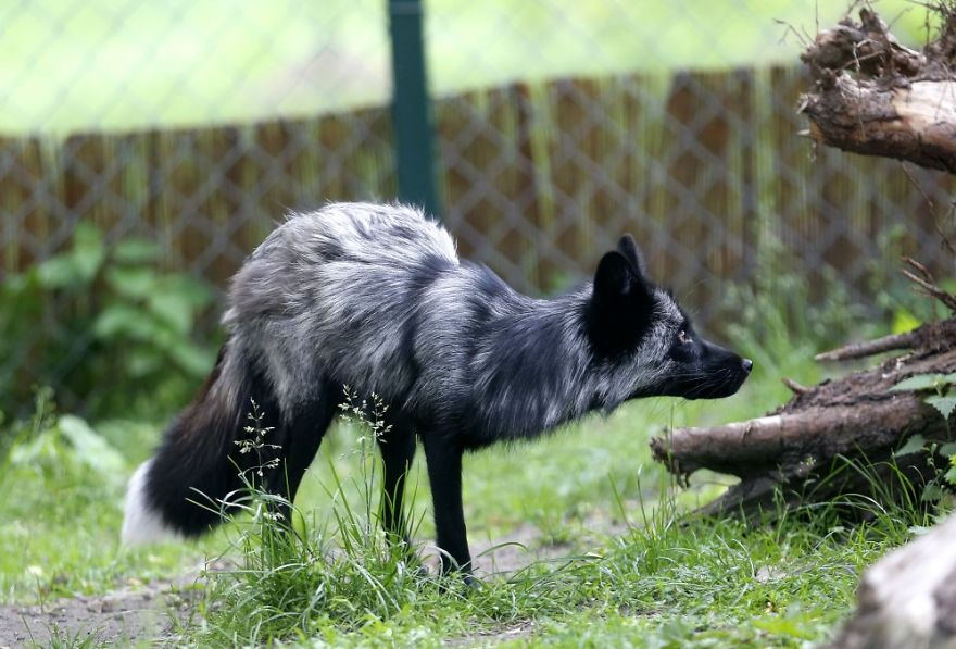 The Animals Who Escaped The Horror Of A Fur Farm And Now Live Happily At Sanctuaries