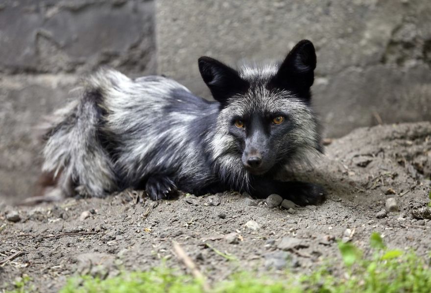 The Animals Who Escaped The Horror Of A Fur Farm And Now Live Happily At Sanctuaries