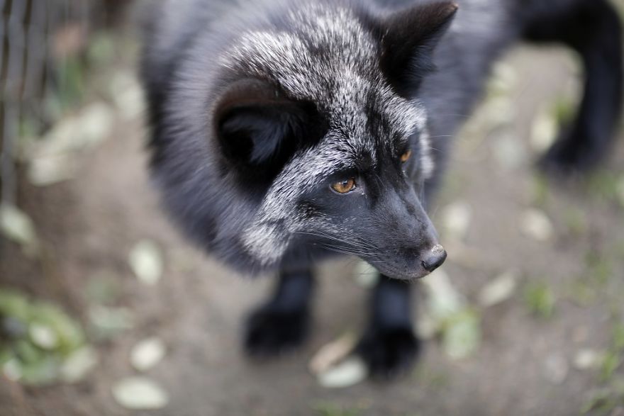 The Animals Who Escaped The Horror Of A Fur Farm And Now Live Happily At Sanctuaries