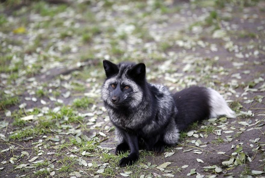 The Animals Who Escaped The Horror Of A Fur Farm And Now Live Happily At Sanctuaries