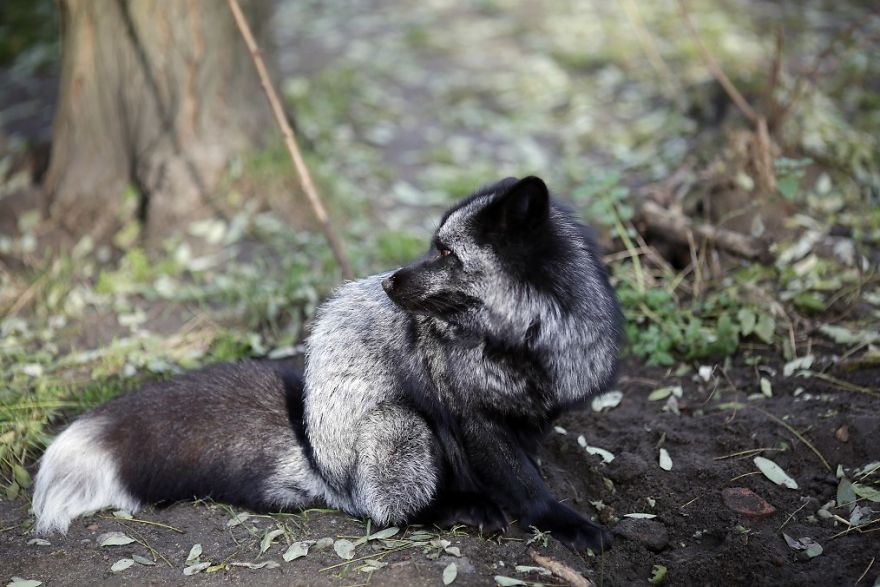 The Animals Who Escaped The Horror Of A Fur Farm And Now Live Happily At Sanctuaries