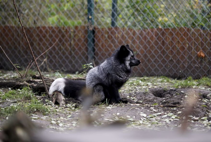 The Animals Who Escaped The Horror Of A Fur Farm And Now Live Happily At Sanctuaries