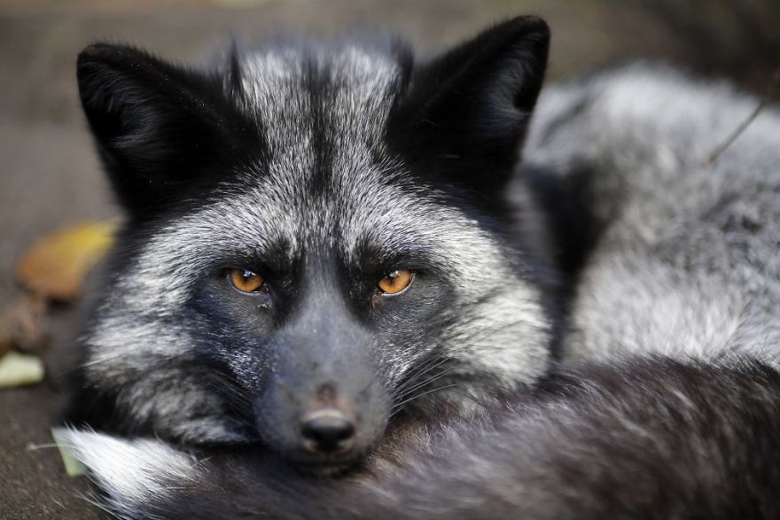 The Animals Who Escaped The Horror Of A Fur Farm And Now Live Happily At Sanctuaries