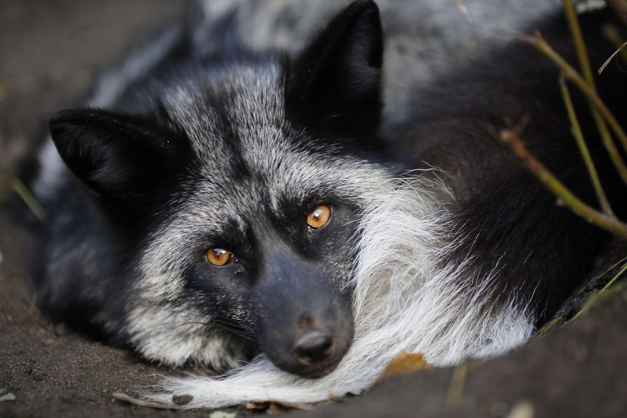 The Animals Who Escaped The Horror Of A Fur Farm And Now Live Happily At Sanctuaries