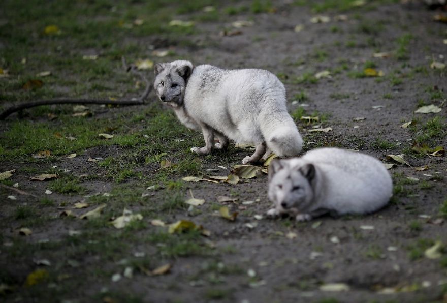 The Animals Who Escaped The Horror Of A Fur Farm And Now Live Happily At Sanctuaries
