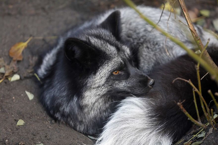 The Animals Who Escaped The Horror Of A Fur Farm And Now Live Happily At Sanctuaries