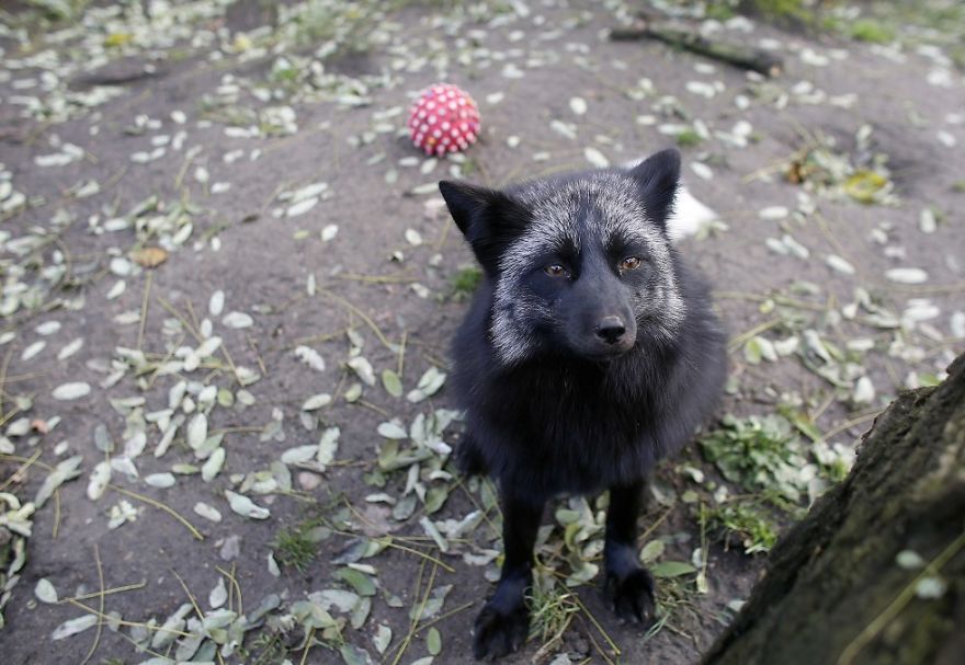 The Animals Who Escaped The Horror Of A Fur Farm And Now Live Happily At Sanctuaries