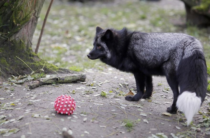 The Animals Who Escaped The Horror Of A Fur Farm And Now Live Happily At Sanctuaries