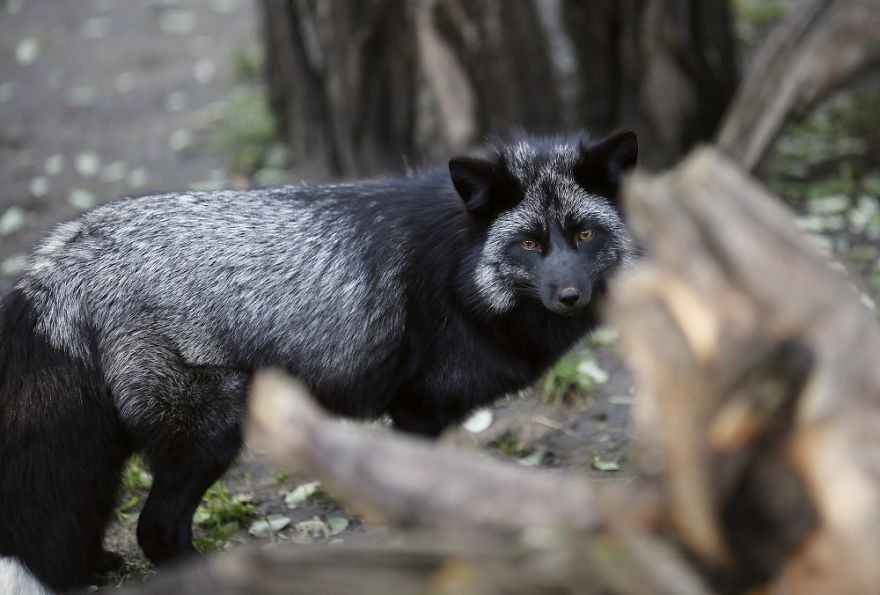 The Animals Who Escaped The Horror Of A Fur Farm And Now Live Happily At Sanctuaries