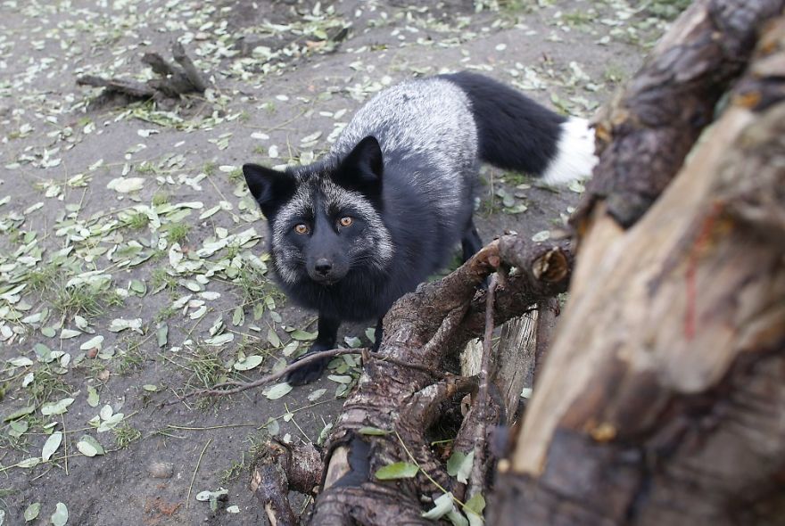 The Animals Who Escaped The Horror Of A Fur Farm And Now Live Happily At Sanctuaries