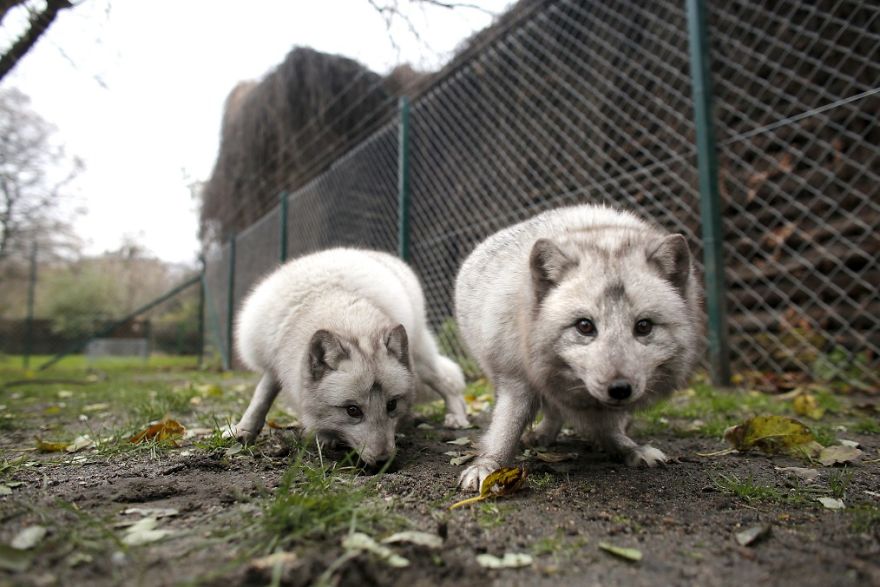 The Animals Who Escaped The Horror Of A Fur Farm And Now Live Happily At Sanctuaries