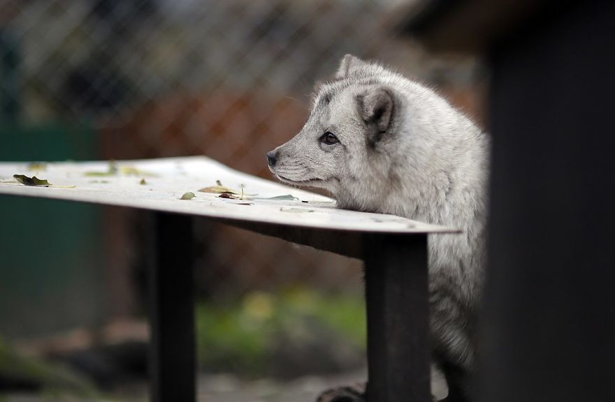 The Animals Who Escaped The Horror Of A Fur Farm And Now Live Happily At Sanctuaries