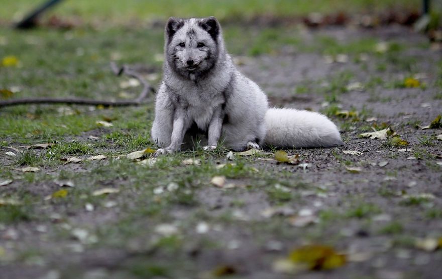 The Animals Who Escaped The Horror Of A Fur Farm And Now Live Happily At Sanctuaries