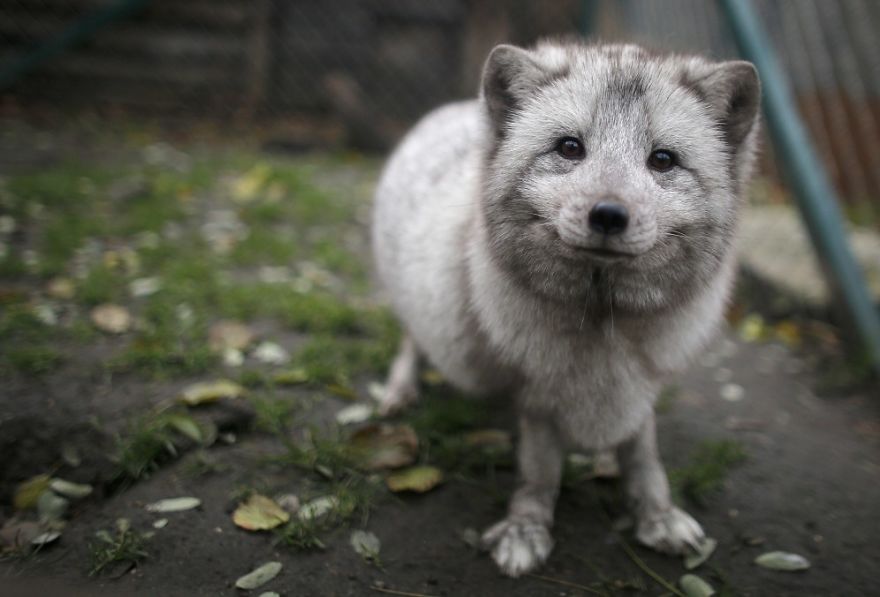 The Animals Who Escaped The Horror Of A Fur Farm And Now Live Happily At Sanctuaries