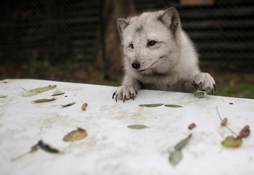 The Animals Who Escaped The Horror Of A Fur Farm And Now Live Happily At Sanctuaries