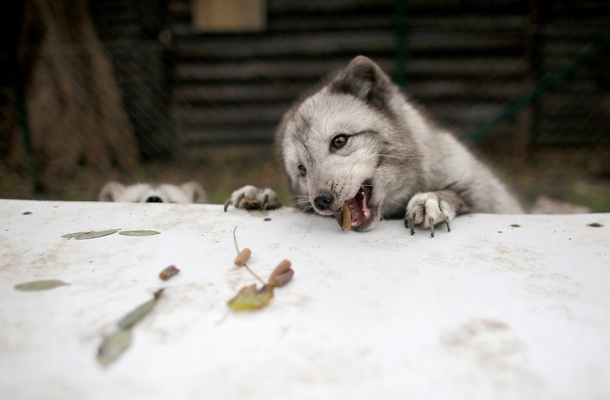 The Animals Who Escaped The Horror Of A Fur Farm And Now Live Happily At Sanctuaries
