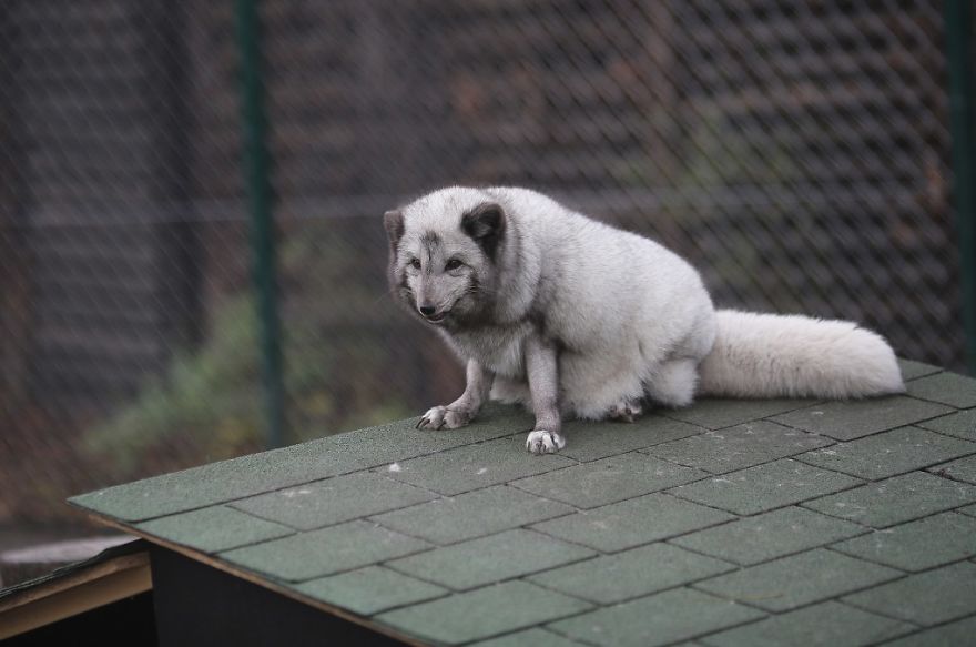 The Animals Who Escaped The Horror Of A Fur Farm And Now Live Happily At Sanctuaries