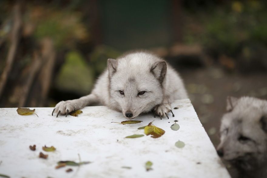 The Animals Who Escaped The Horror Of A Fur Farm And Now Live Happily At Sanctuaries