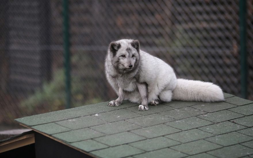 The Animals Who Escaped The Horror Of A Fur Farm And Now Live Happily At Sanctuaries