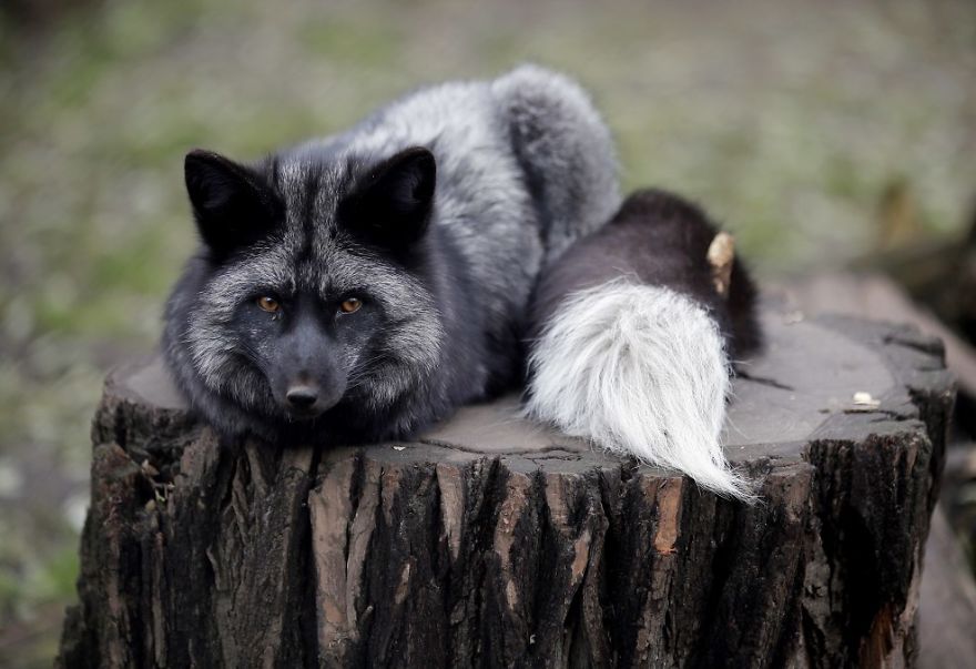 The Animals Who Escaped The Horror Of A Fur Farm And Now Live Happily At Sanctuaries