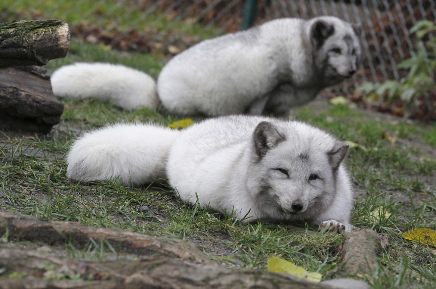 The Animals Who Escaped The Horror Of A Fur Farm And Now Live Happily At Sanctuaries