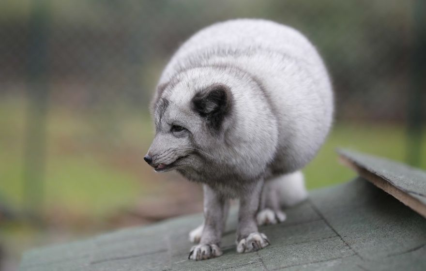 The Animals Who Escaped The Horror Of A Fur Farm And Now Live Happily At Sanctuaries