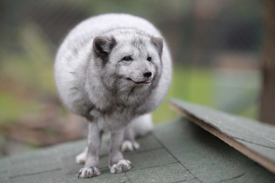 The Animals Who Escaped The Horror Of A Fur Farm And Now Live Happily At Sanctuaries