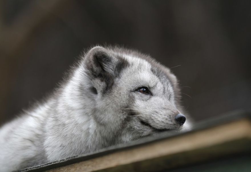 The Animals Who Escaped The Horror Of A Fur Farm And Now Live Happily At Sanctuaries