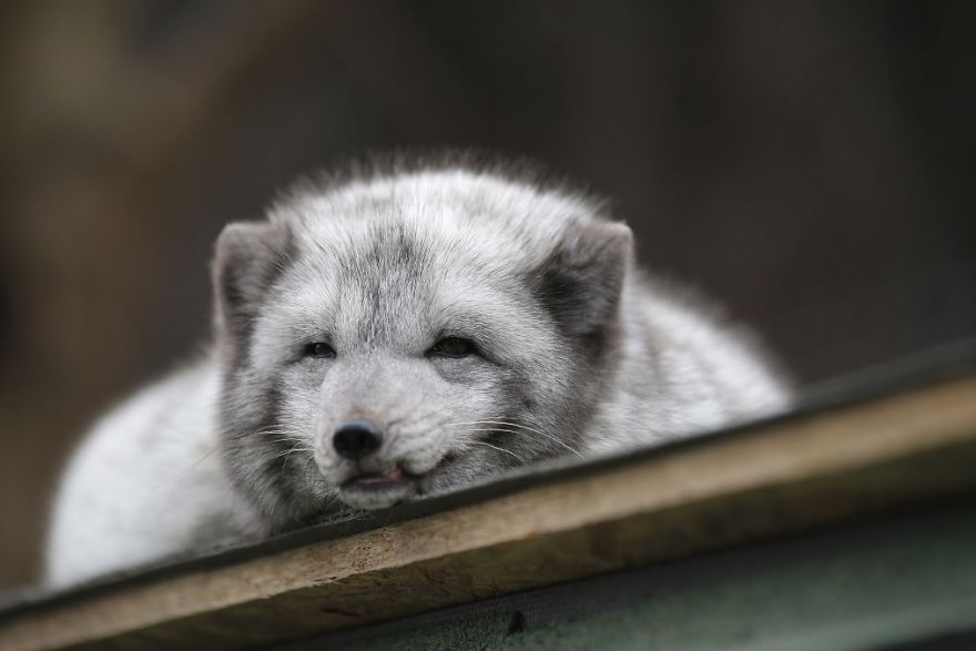 The Animals Who Escaped The Horror Of A Fur Farm And Now Live Happily At Sanctuaries