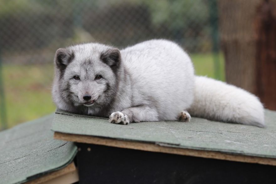 The Animals Who Escaped The Horror Of A Fur Farm And Now Live Happily At Sanctuaries