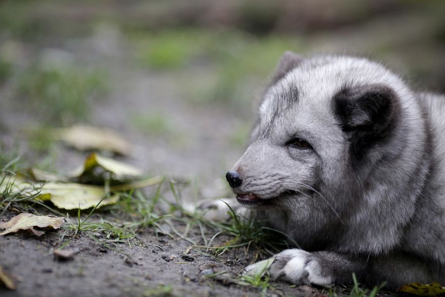The Animals Who Escaped The Horror Of A Fur Farm And Now Live Happily At Sanctuaries