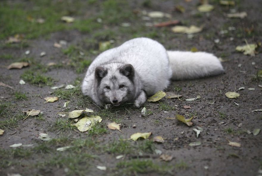 The Animals Who Escaped The Horror Of A Fur Farm And Now Live Happily At Sanctuaries