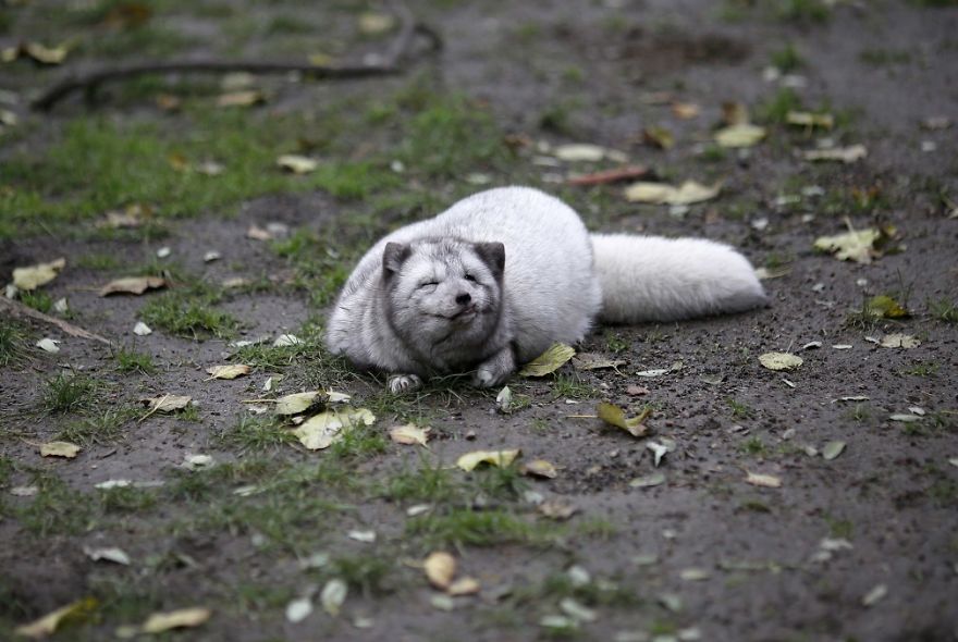 The Animals Who Escaped The Horror Of A Fur Farm And Now Live Happily At Sanctuaries