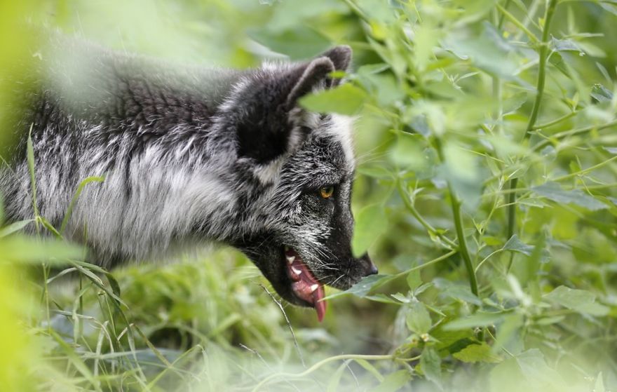 The Animals Who Escaped The Horror Of A Fur Farm And Now Live Happily At Sanctuaries