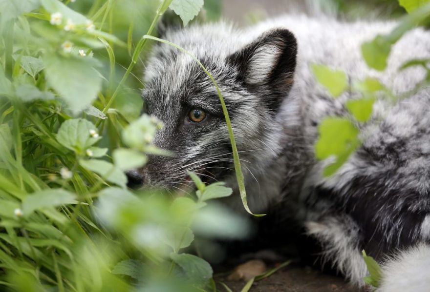 The Animals Who Escaped The Horror Of A Fur Farm And Now Live Happily At Sanctuaries