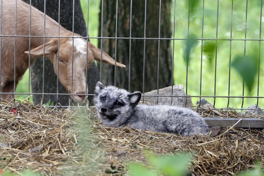 The Animals Who Escaped The Horror Of A Fur Farm And Now Live Happily At Sanctuaries