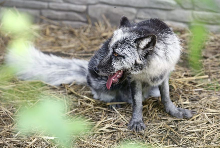 The Animals Who Escaped The Horror Of A Fur Farm And Now Live Happily At Sanctuaries