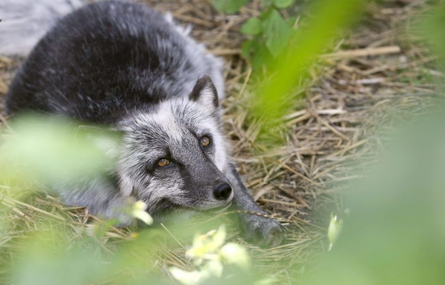 The Animals Who Escaped The Horror Of A Fur Farm And Now Live Happily At Sanctuaries