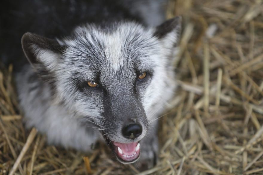 The Animals Who Escaped The Horror Of A Fur Farm And Now Live Happily At Sanctuaries