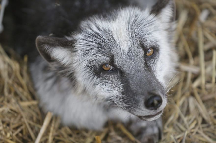 The Animals Who Escaped The Horror Of A Fur Farm And Now Live Happily At Sanctuaries