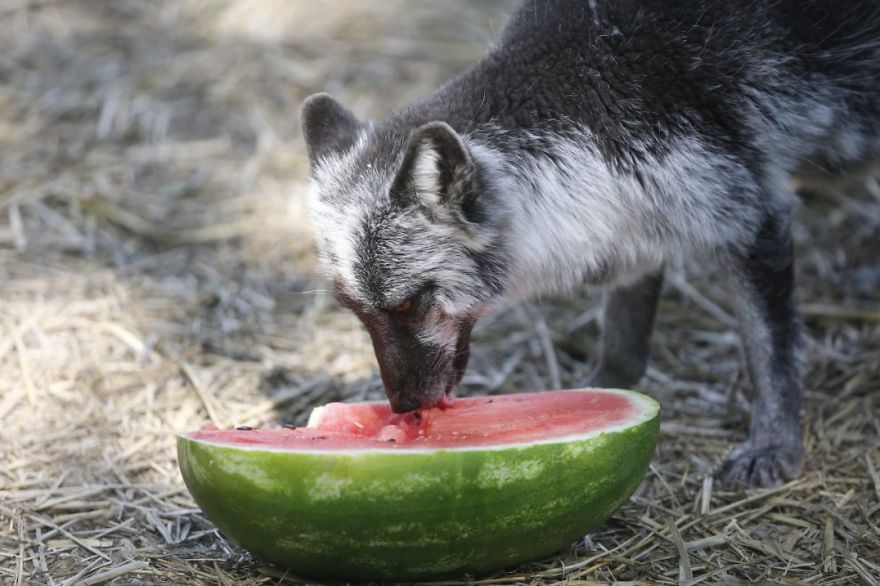 The Animals Who Escaped The Horror Of A Fur Farm And Now Live Happily At Sanctuaries