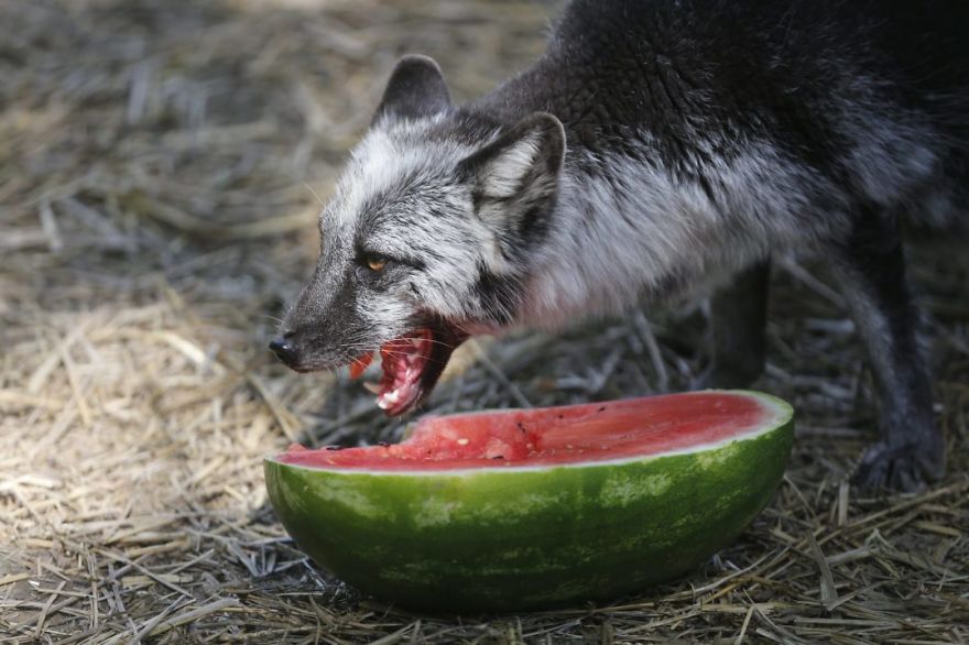 The Animals Who Escaped The Horror Of A Fur Farm And Now Live Happily At Sanctuaries