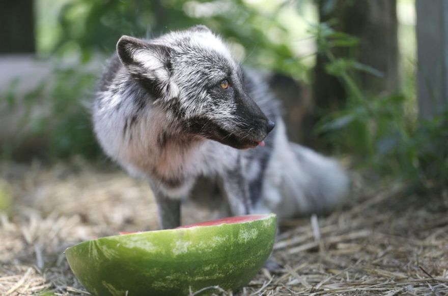 The Animals Who Escaped The Horror Of A Fur Farm And Now Live Happily At Sanctuaries