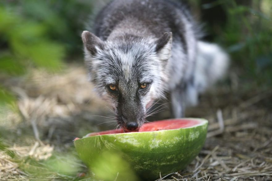 The Animals Who Escaped The Horror Of A Fur Farm And Now Live Happily At Sanctuaries