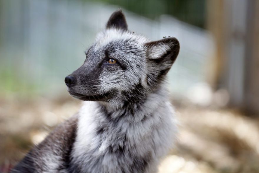 The Animals Who Escaped The Horror Of A Fur Farm And Now Live Happily At Sanctuaries