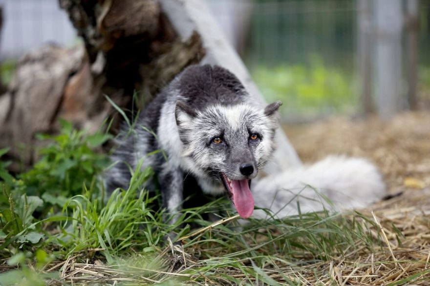 The Animals Who Escaped The Horror Of A Fur Farm And Now Live Happily At Sanctuaries