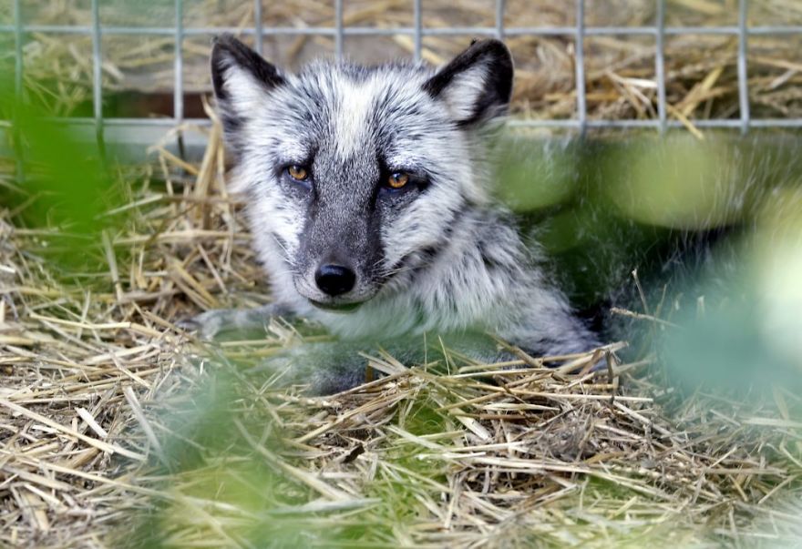 The Animals Who Escaped The Horror Of A Fur Farm And Now Live Happily At Sanctuaries